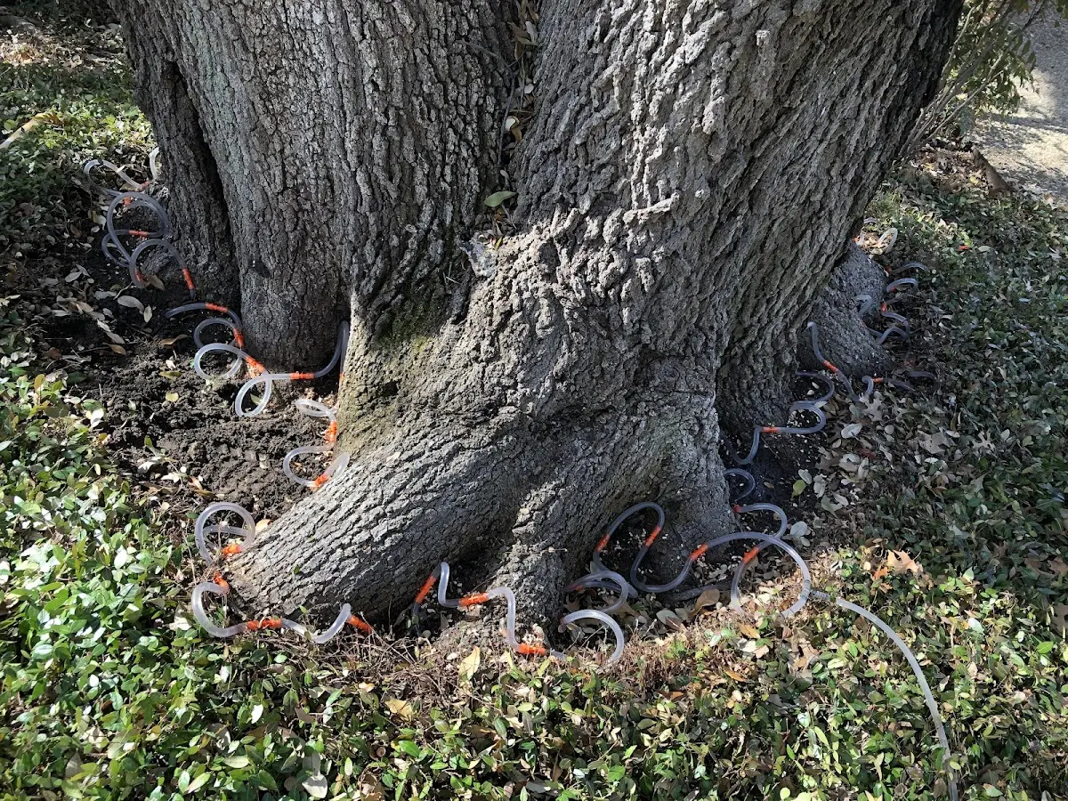Detailed Tree Cabling and Bracing job site in Mohegan Lake