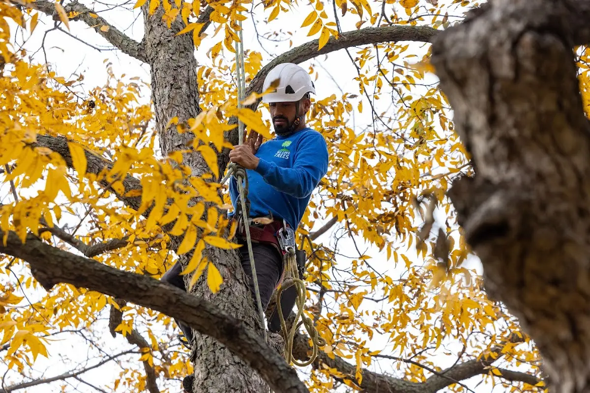 Skilled Tree Pruning crew working in Mohegan Lake