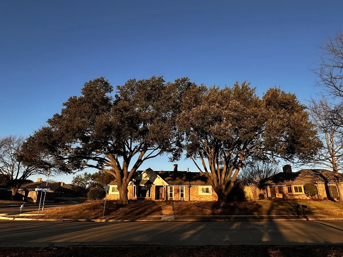 Established residential canopy tree shading a home in Mohegan Lake